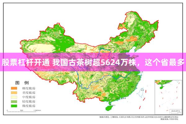 股票杠杆开通 我国古茶树超5624万株，这个省最多